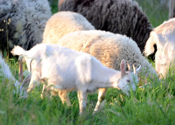 Osada Solasu Złoty Stok