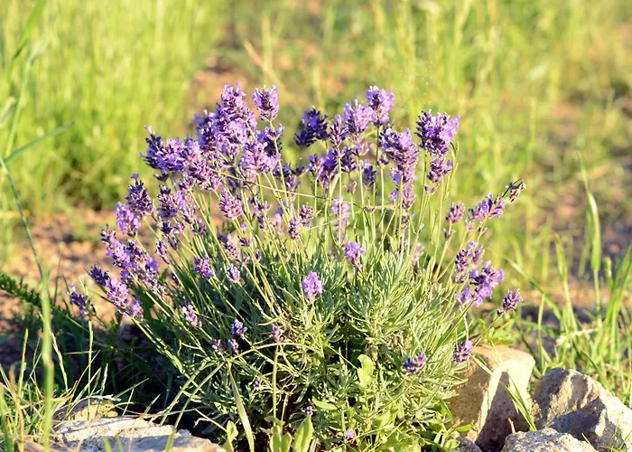 Osada Solasu Złoty Stok